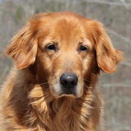 Bernese Mountain Dog and Golden Retriever All Grown Up from Langlois Goldens & Berners