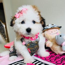 BETSY - Parti female Maltipoo puppy in Sugar Land, Texas from Celebrity Maltipoos