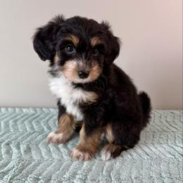 Samantha - Black tri-color female Aussiedoodle puppy in Adams, Nebraska from Boxcar Doodles and Poodles