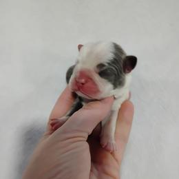 Beau - Blue male Boston Terrier puppy in Catawba, North Carolina from Lil Wiggles Boston Terriers
