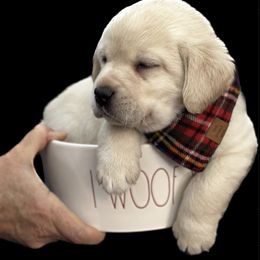 Labrador Retriever Puppies from Sugarpine Labradors