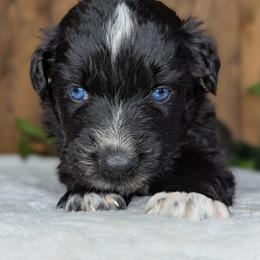 Yellow collar - Black tri-color male Australian Shepherd puppy in Coulee City, Washington from Mr and Mrs Doodle Farm
