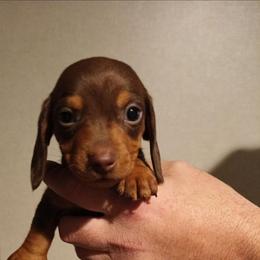 Coco - Chocolate and tan female Dachshund puppy in Marshall, Texas from Wilson's Kennels