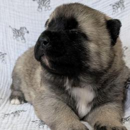 Girl 2 - Fawn, black overlay female Akita puppy in South Carolina from Sierra Mountain Akitas