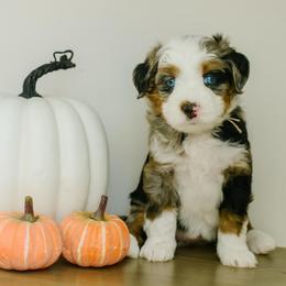 Lainey - female Australian Mountain Doodle puppy in Spanish Fork, Utah from K Brand Doodles