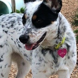 Australian Cattle Dogs from Woodin Farms