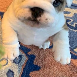 Bulldogs and French Bulldogs from Williamson’s Frenchies & English Bulldogs