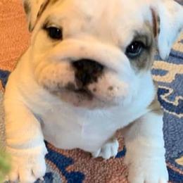 Bulldogs and French Bulldogs from Williamson’s Frenchies & English Bulldogs
