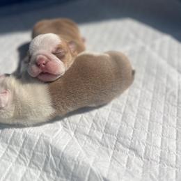 Boy 4 - Red male Bulldog puppy in Charlotte, North Carolina from Golden Leaf Kennels LLC
