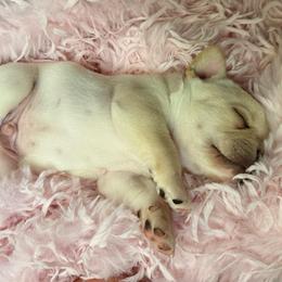 Boy 1 - Cream male French Bulldog puppy in Opelika, Alabama from Fancy Face Frenchies