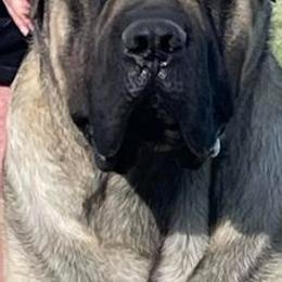 Mastiffs from Lisa Armstrong