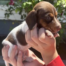 Puppy 3 - Chocolate and tan male Dachshund puppy in Riverside, California from Saddle Up Dachshunds