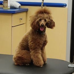 Tabasco - Poodle