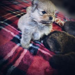 Labrador Retriever and Pomeranian Puppies from Endure Farm Inc