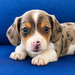 Lincoln - Dapple male Dachshund puppy in Greenup, Kentucky from Tygart Creek Dachshunds