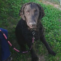 Curly-Coated Retrievers from Kurly Kreek