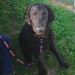 Curly-Coated Retrievers from Kurly Kreek