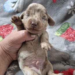 Santa - Dapple male Dachshund puppy in Aiken, South Carolina from Paragon Puppies