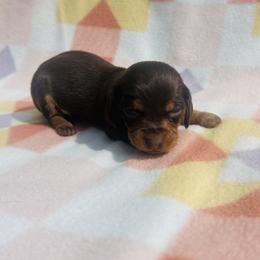 Girl 2 - Chocolate and tan female Dachshund puppy in Oklahoma from DRB Dachshunds