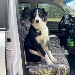 Ellie - Australian Shepherd