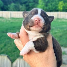 Mo - Red tri-color male Australian Shepherd puppy in Ashland, Ohio from SS Australian Shepherds