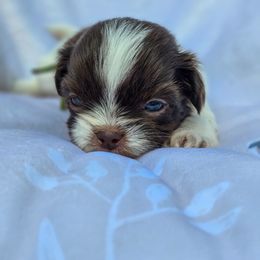 George Washington- Green Collar - Liver and white male Shih Tzu puppy in Troy, Ohio from Oodles of Doodles
