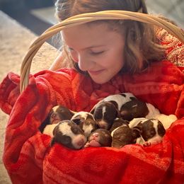 Lagotto Romagnolo Puppies from Anna’s Lagottos