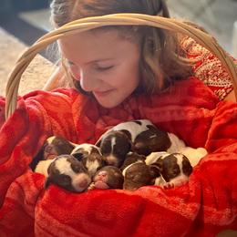Lagotto Romagnolo Puppies from Anna’s Lagottos