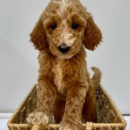 Coconut - Apricot female Goldendoodle puppy in Kenansville, North Carolina from J+A Family Doodles