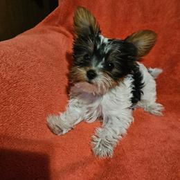 Yorkshire Terrier Puppies from Linda's Yorkies