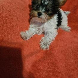 Yorkshire Terrier Puppies from Linda's Yorkies
