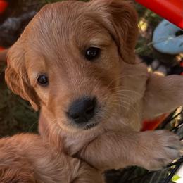 Miss Lavender - Golden female Golden Retriever puppy in Stratton, Colorado from Anam Cara Retrievers