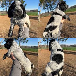 Blue roan boy - Blue roan male English Cocker Spaniel puppy in Millen, Georgia from Pine Hill Kennels