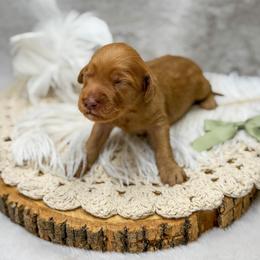 Ava - Apricot female Goldendoodle puppy in Williamson, New York from Lakeside Doodles