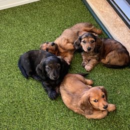 Dachshund Puppies from Texas Tiny Tales