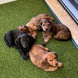 Dachshund Puppies from Texas Tiny Tales