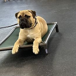 Bullmastiff Puppies from Curnwood’s Bullmastiff’s