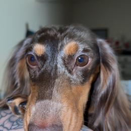 Dachshund puppies from Sausage Squad