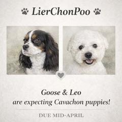 Cavachon puppies from LierChonPoo
