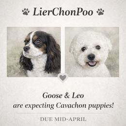 Cavachon puppies from LierChonPoo