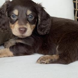 Athos - Chocolate and tan male Dachshund puppy in Bentonville, Arkansas from Boujee Buns Dachshunds