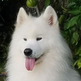 Samoyeds from Pacific Mist Samoyeds
