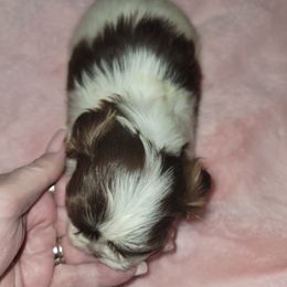 Goldendoodle and Shih Tzu Puppies from Angel Companions Farm