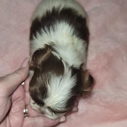 Goldendoodle and Shih Tzu Puppies from Angel Companions Farm