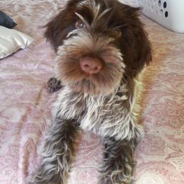 Wirehaired Pointing Griffon Puppies from Cathy West