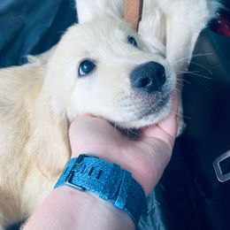 Golden Retriever Puppies from Panhandle PawsNClaws