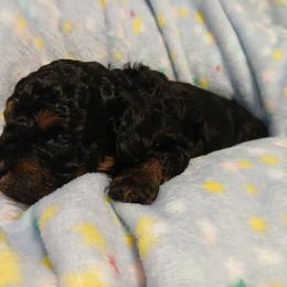 Baxter - Black and tan male Havapoo puppy in Blanch, North Carolina from Faithful Hearts Kennel