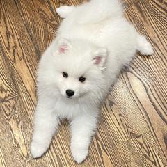 American Eskimo Dog Puppies from Northland Skies Eskies