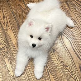 American Eskimo Dog Puppies from Northland Skies Eskies
