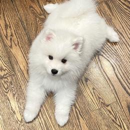 American Eskimo Dog Puppies from Northland Skies Eskies